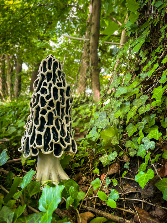 Massive Morel mushroom Spore Dispersal Incense Burner
